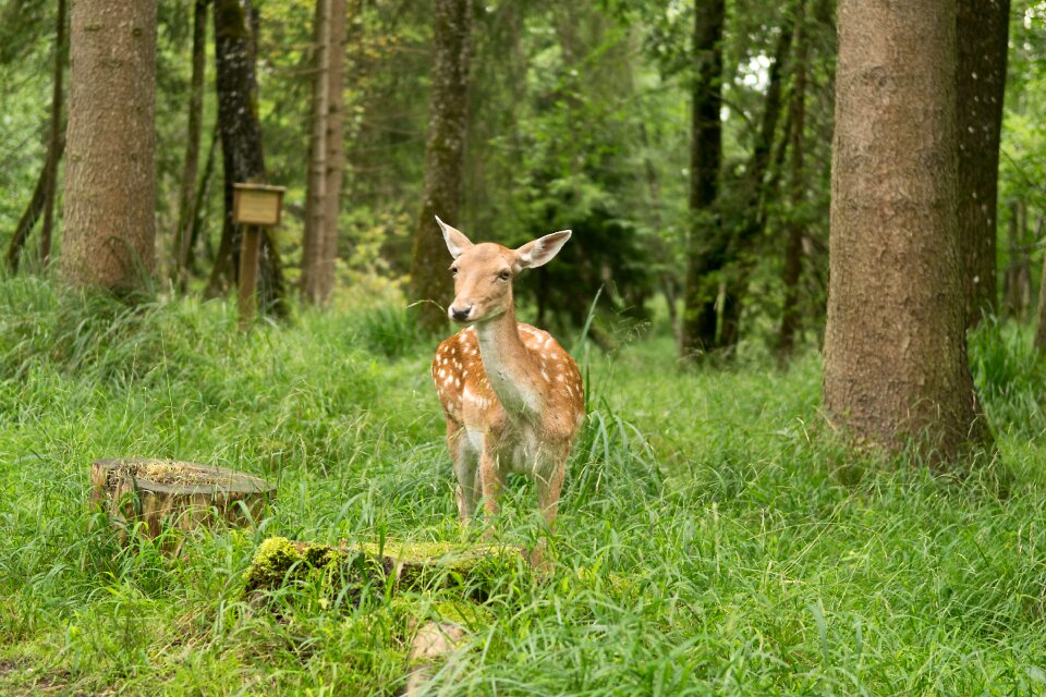 Tree summer roe deer