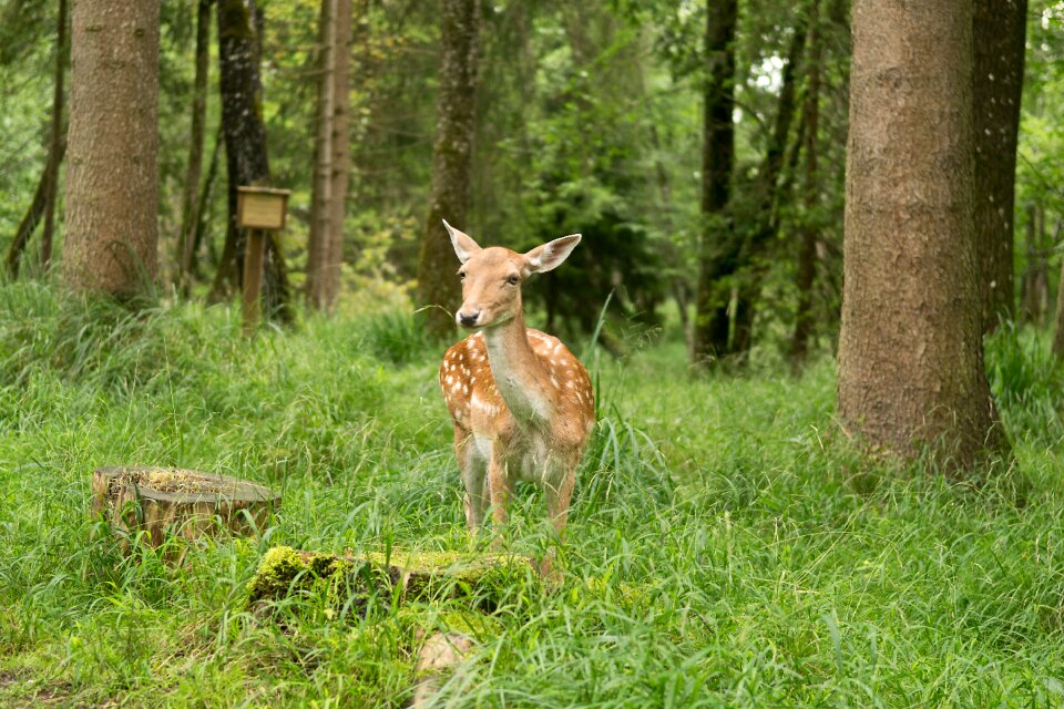 Tree summer roe deer photo