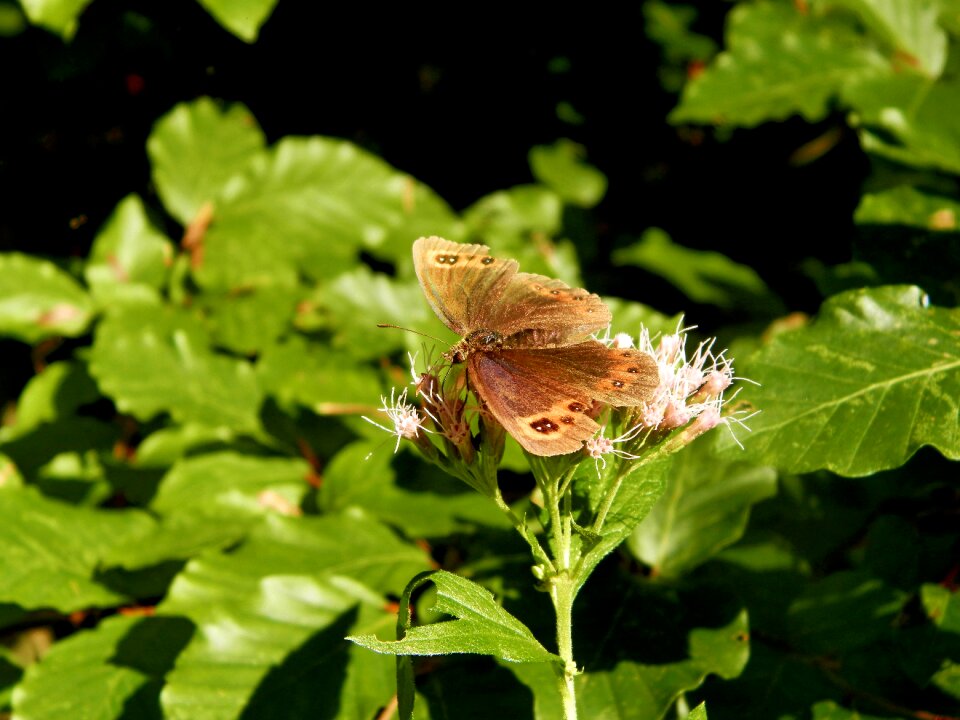 Butterfly forests slovakia