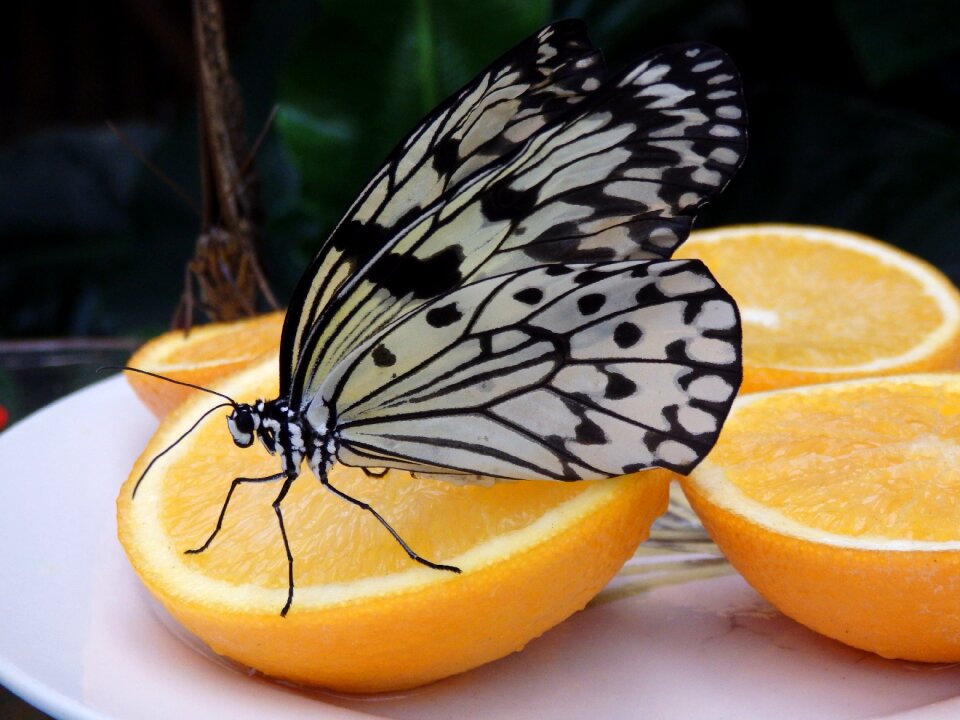 Butterflies butterfly bug