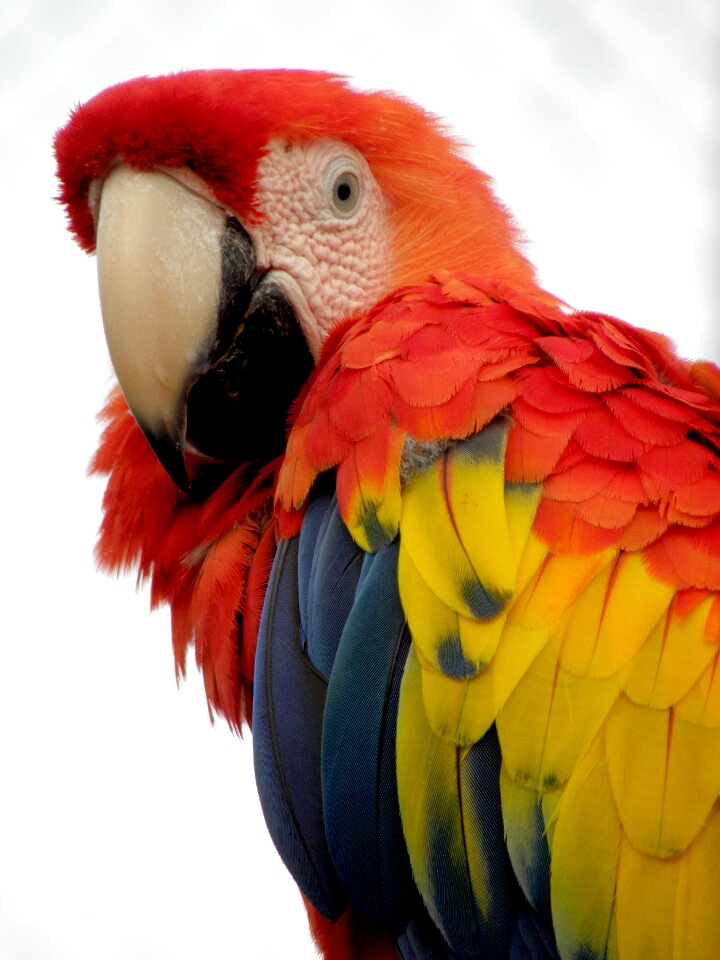 Feather beak wing photo