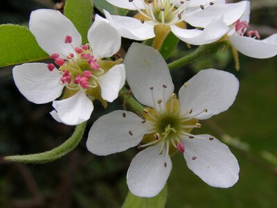 Apple flower nature