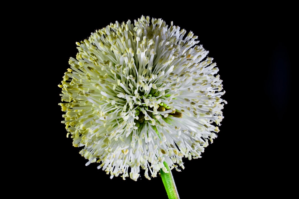 Flower wild flower white