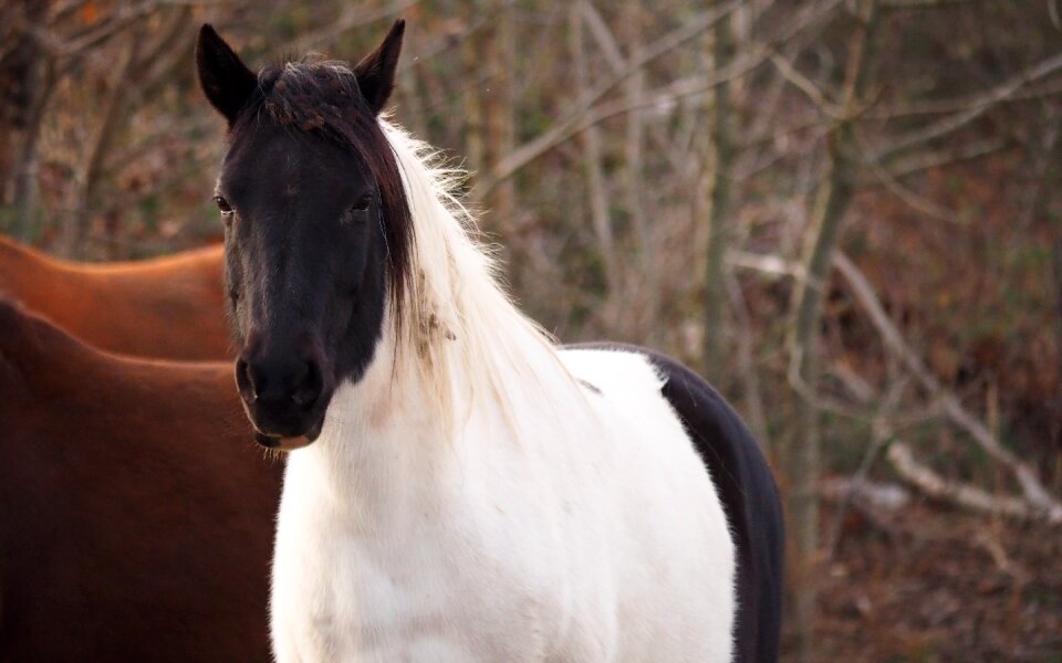 Animal horse portrait