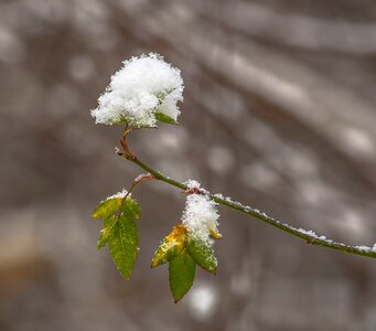 Branch tree plant