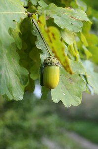 Food fruit oak