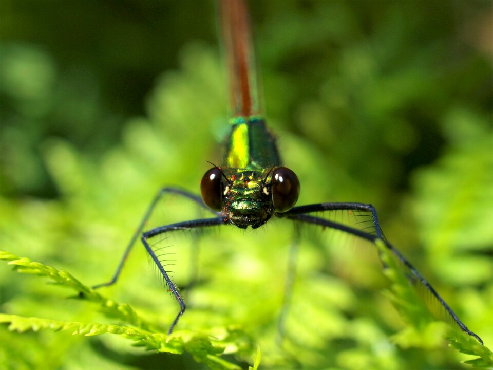 Outdoors leaf dragonfly