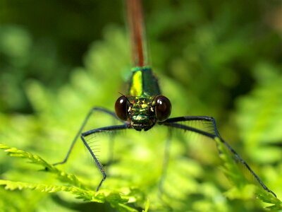 Outdoors leaf dragonfly photo