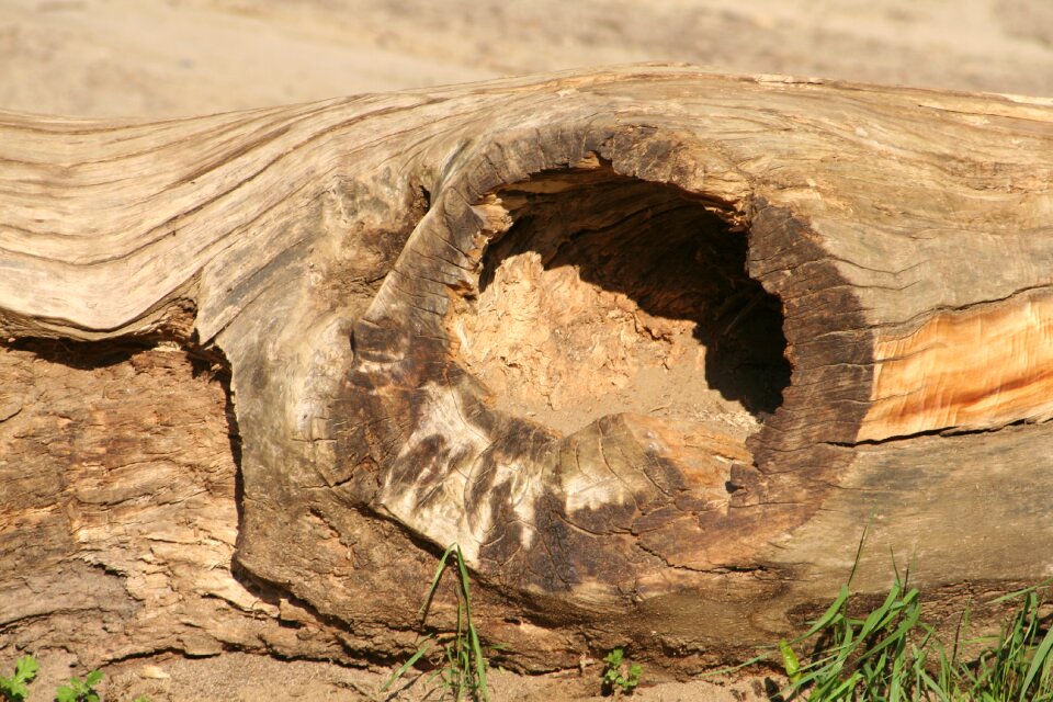 Trunk tree wood