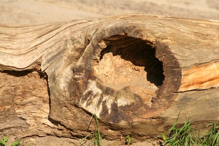 Trunk tree wood