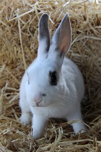 Bunny reynella rabbits brown rabbit photo