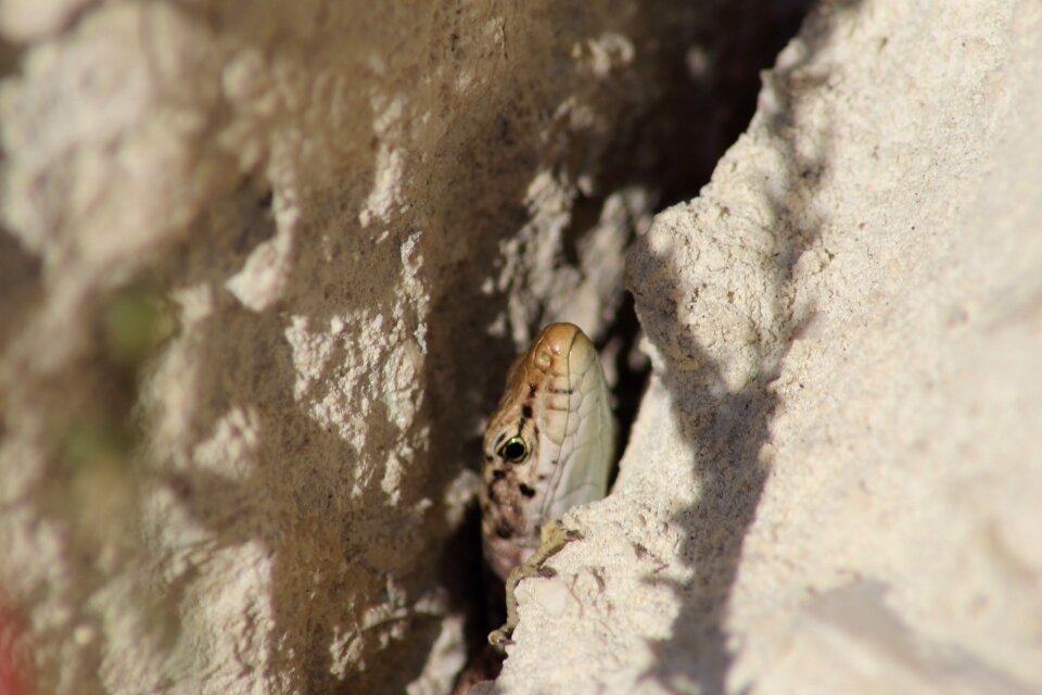 Horizontal lizard tree