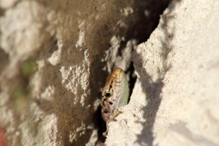 Horizontal lizard tree