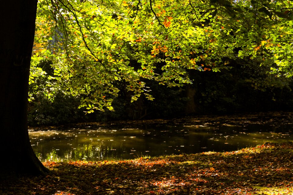 Autumn wood schönwetter