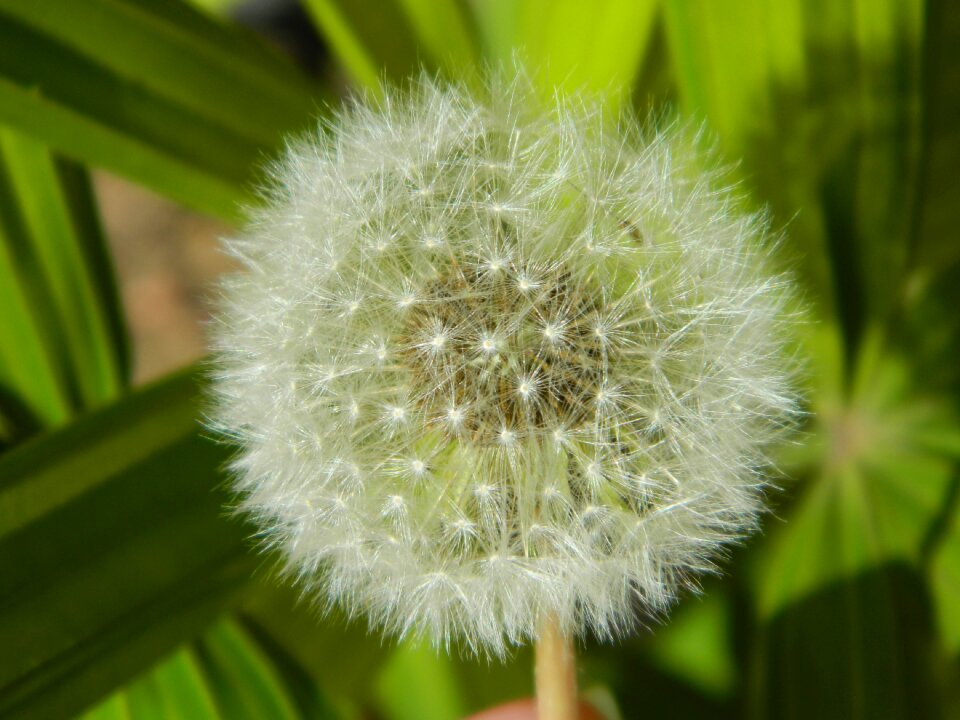 Dandelion summer leaf