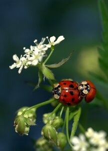 Flower ladybug closeup