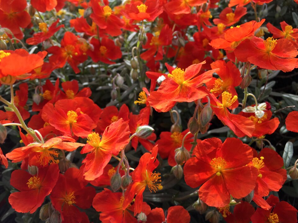 Garden leaf orange