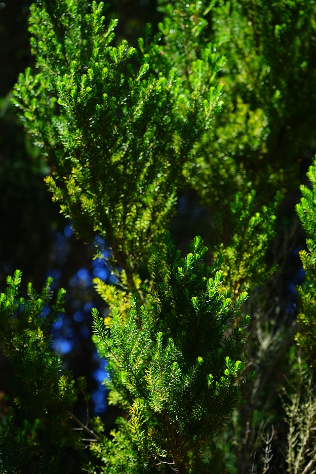 Erica arborea old tenerife
