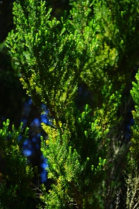 Erica arborea old tenerife
