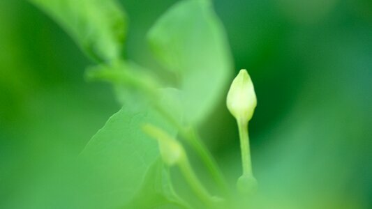 Plant green slovakia