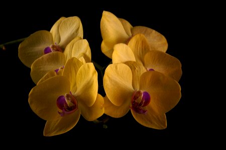 Color blooming garden
