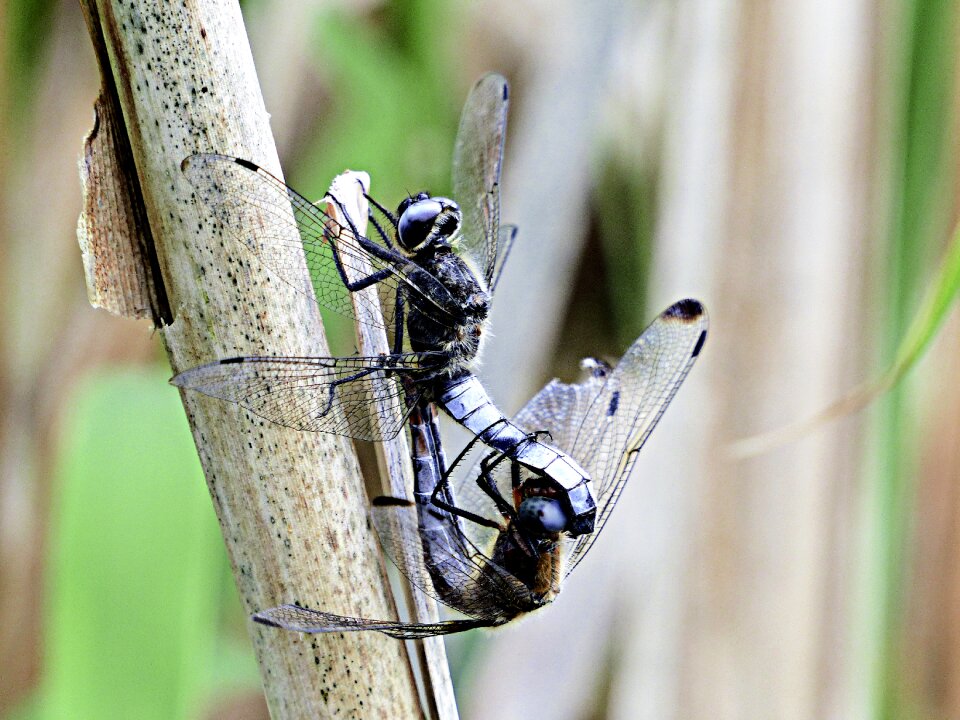 Fly animal world wing