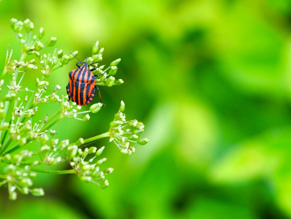 Nature leaf bug