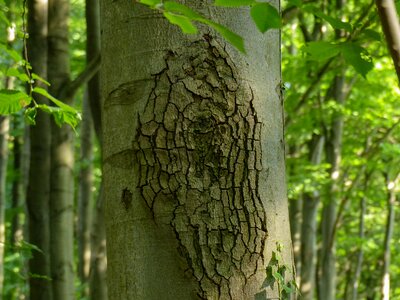 Bark nature forest