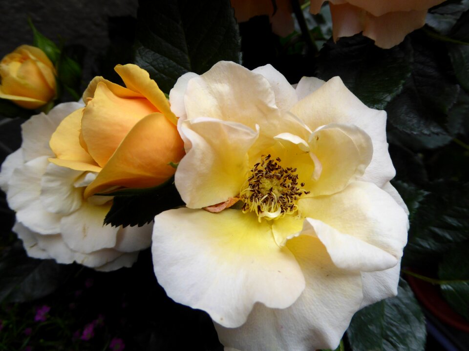 Double flower bright blossomed