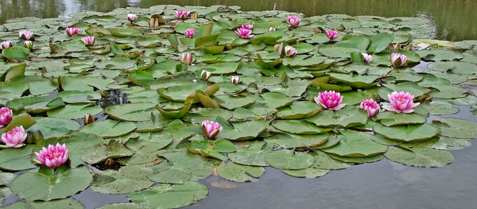 Plant leaf pond photo