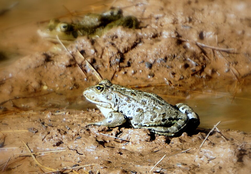 Anura small amphibious
