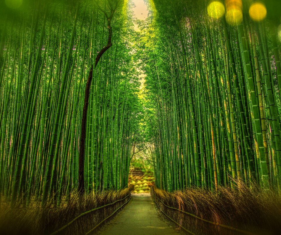 Bamboo green fence