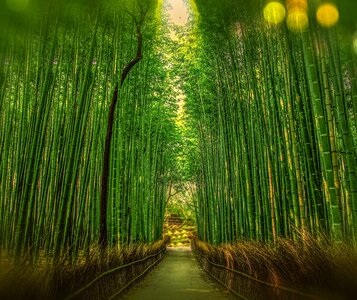 Bamboo green fence photo