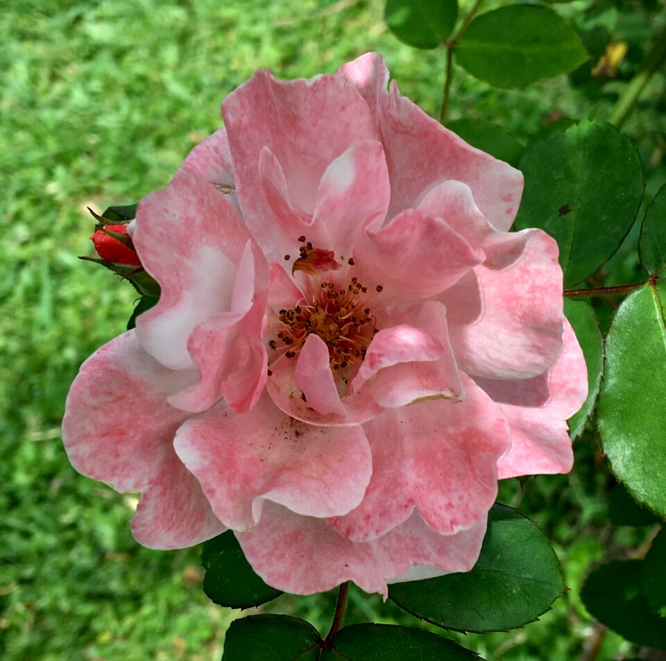 Pink flower spring flower
