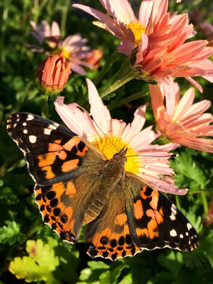 Flower garden lepidoptera