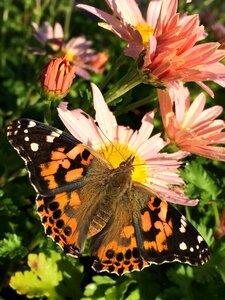 Flower garden lepidoptera