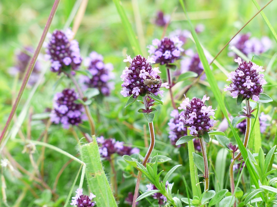 Violet wild plant broadleaf thyme