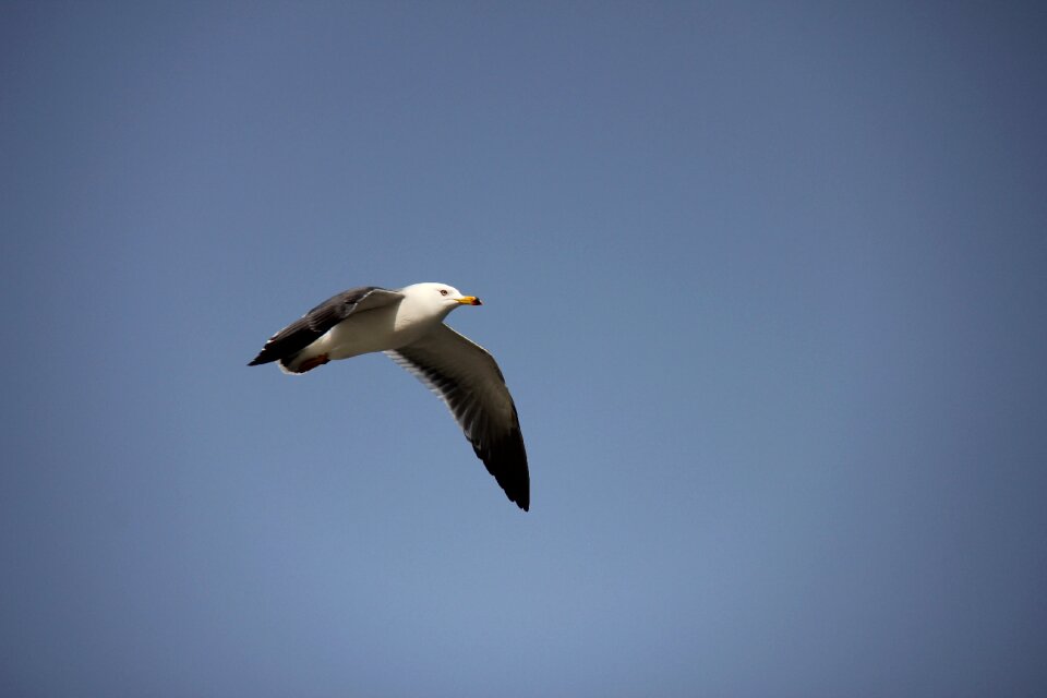 Some people don't heaven seagull