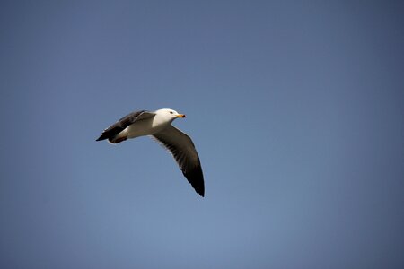Some people don't heaven seagull
