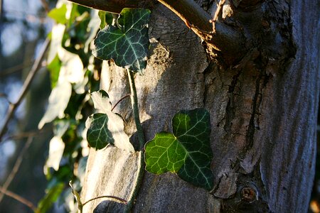 Wood plant ivy