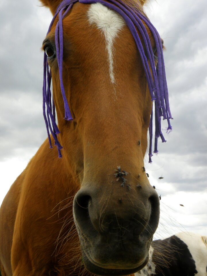 Outdoors animal horse