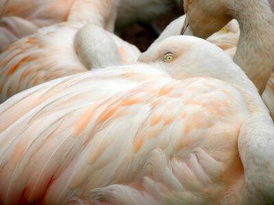Animal poultry wing photo