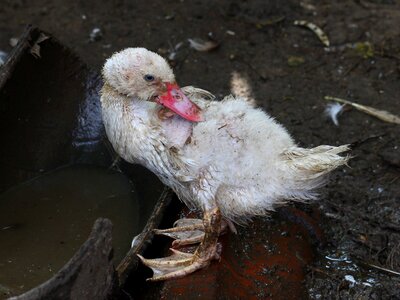 Ugly bird domestica dirty