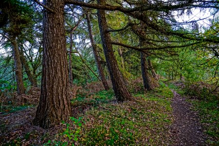 Landscape forest timber industry