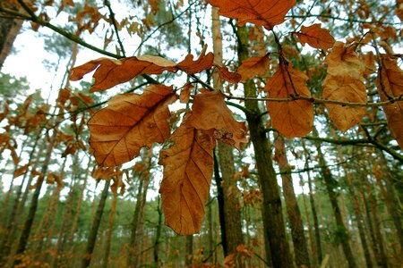 Winter tree nature photo