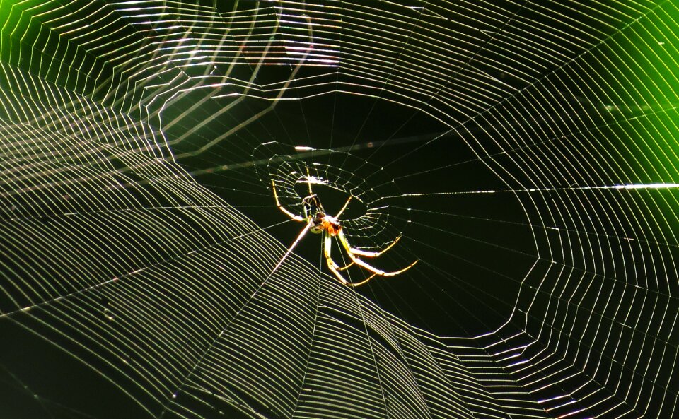 Arachnid insect armenia