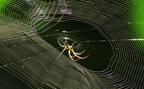 Arachnid insect armenia photo