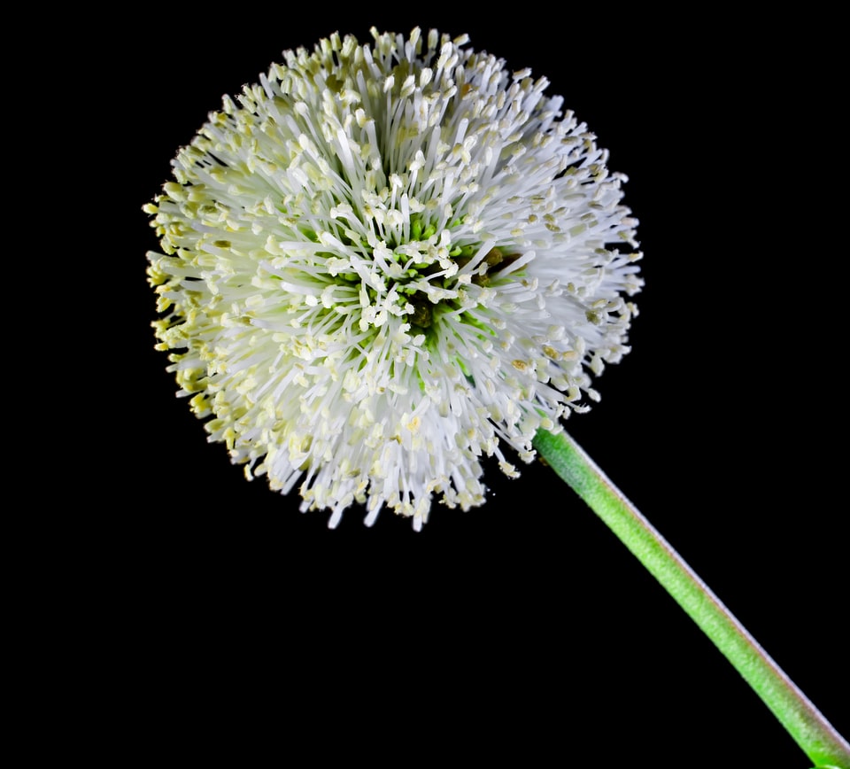 Flower wild flower white