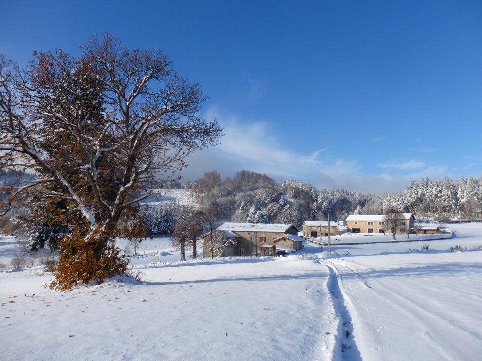 Tree frost auvergne