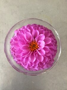 Decoration graphics pink flower